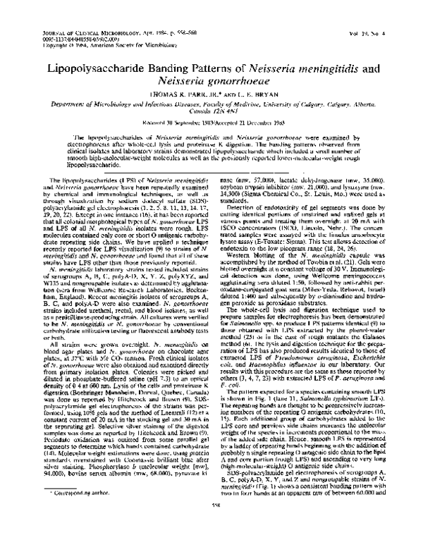 Pathology of gonorrhea image
