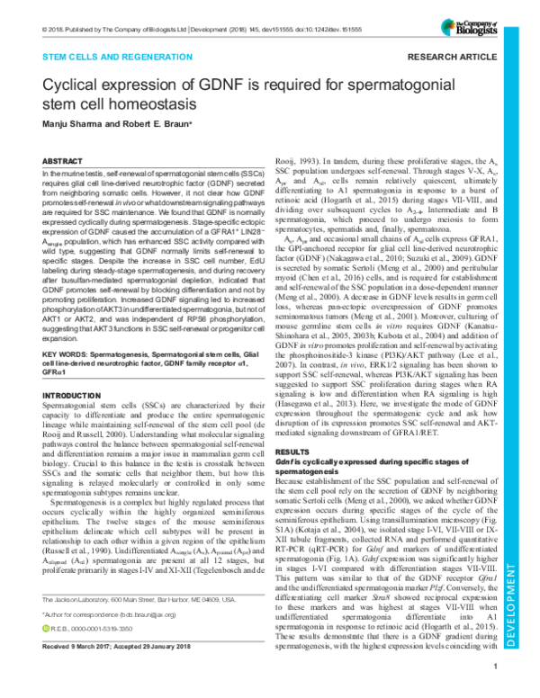 (PDF) Cyclical expression of GDNF is required for spermatogonial stem ...