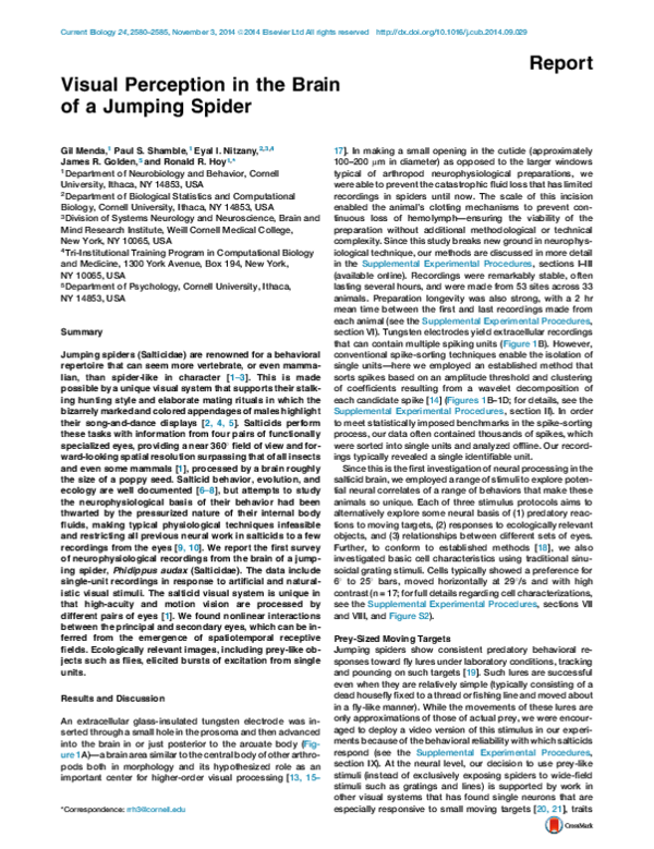 (PDF) Visual Perception in the Brain of a Jumping Spider