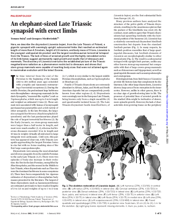PDF) An elephant-sized Late Triassic synapsid with erect limbs