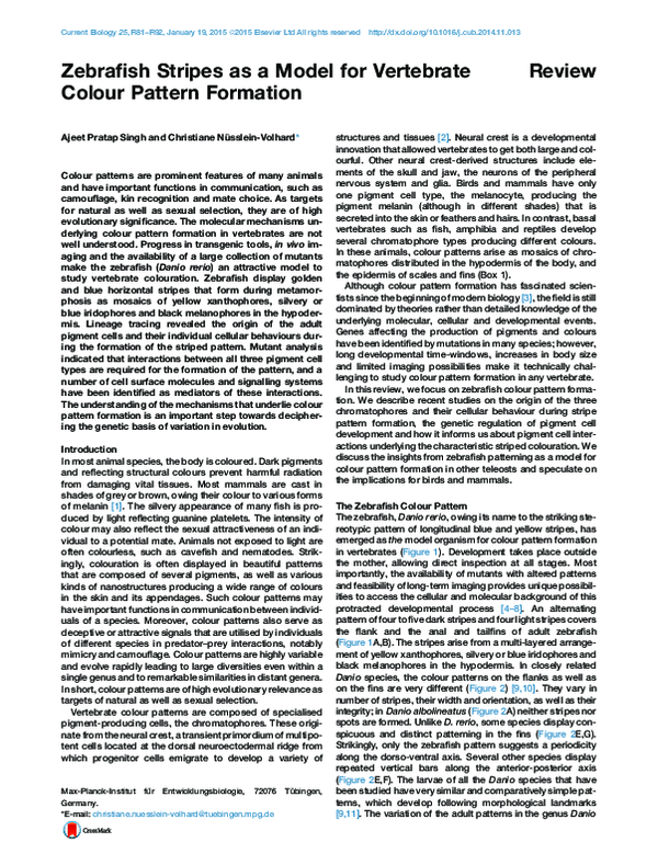 (PDF) Zebrafish Stripes as a Model for Vertebrate Colour Pattern Formation