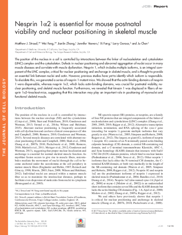 (PDF) Nesprin 1α2 is essential for mouse postnatal viability and ...