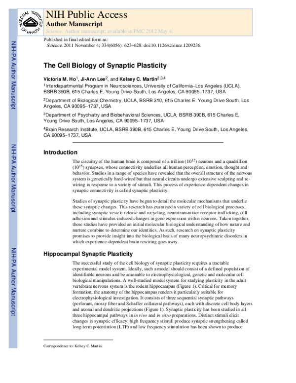 (PDF) The Cell Biology of Synaptic Plasticity