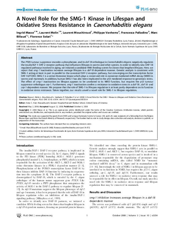 Causes of stress essay image