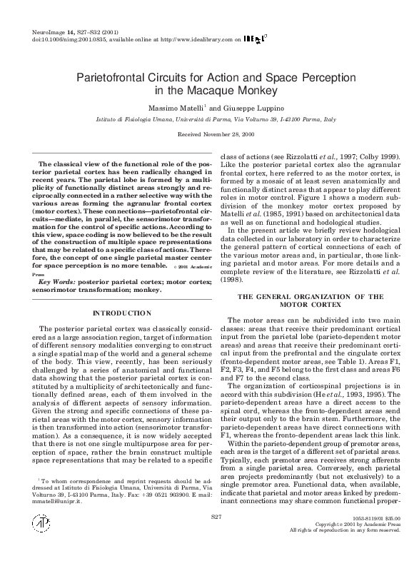 (PDF) Parietofrontal Circuits for Action and Space Perception in the ...