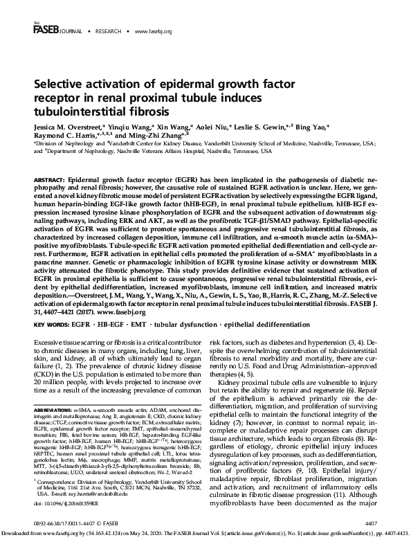 (PDF) Selective activation of epidermal growth factor receptor in renal ...