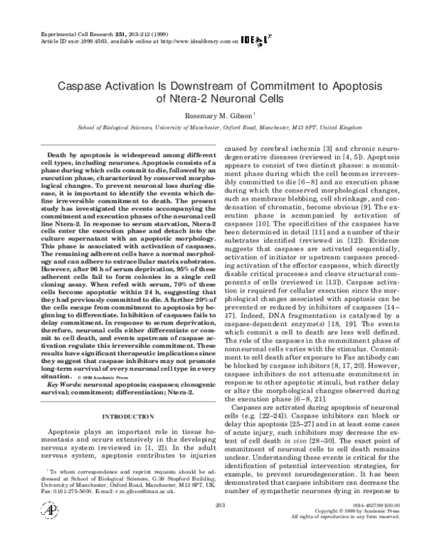 (PDF) Caspase Activation Is Downstream of Commitment to Apoptosis of ...
