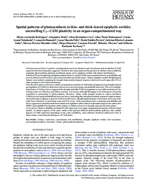 (PDF) Spatial patterns of photosynthesis in thin- and thick-leaved ...