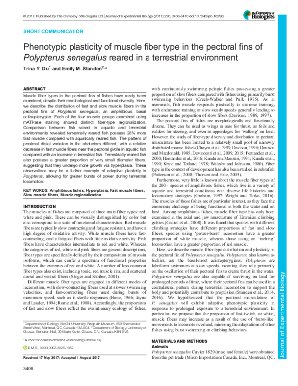 (PDF) Phenotypic plasticity of muscle fiber type in the pectoral fins ...