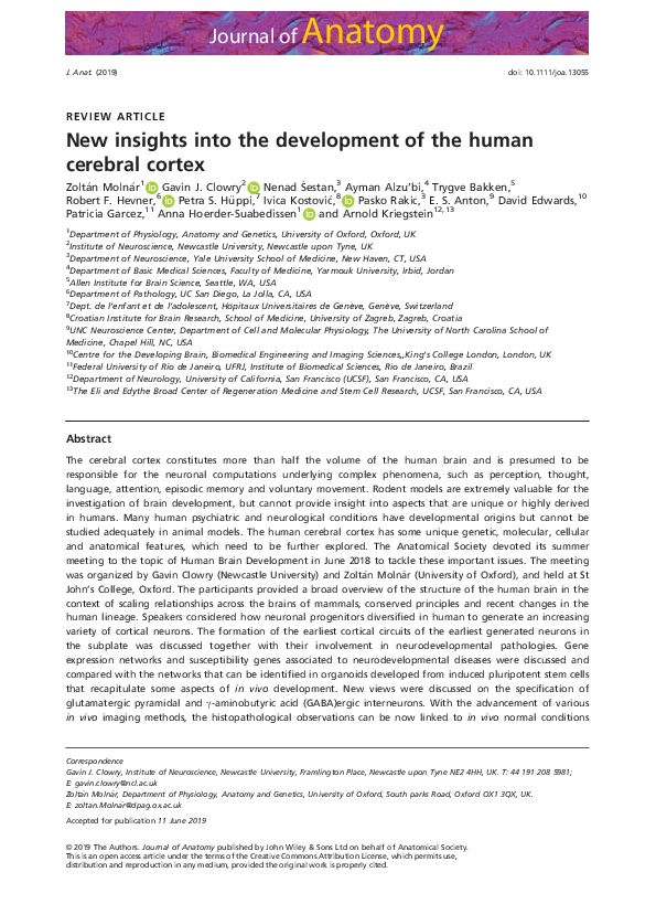 (PDF) New insights into the development of the human cerebral cortex