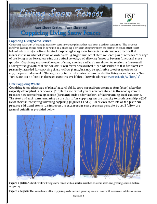 (PDF) Coppicing Living Snow Fences - Fact Sheet #8