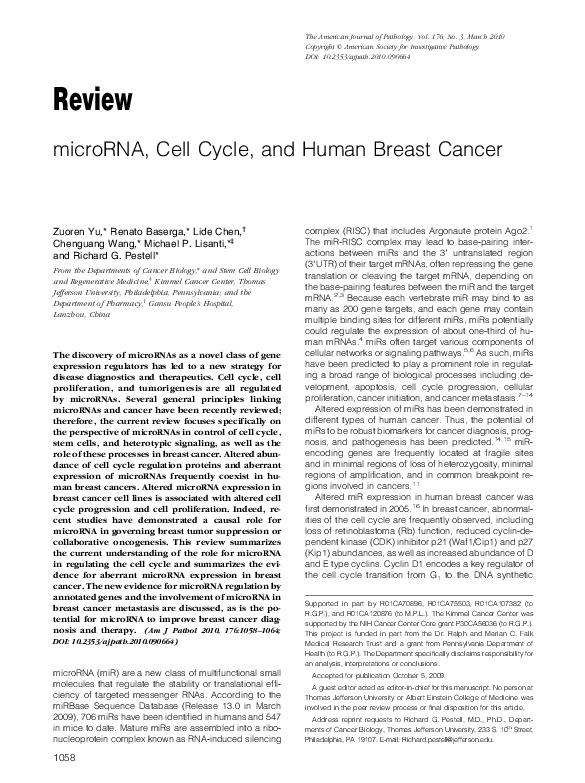 (PDF) microRNA, Cell Cycle, and Human Breast Cancer