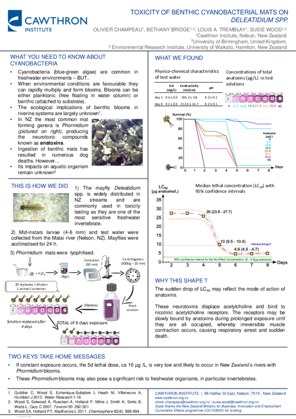 Bethany hamilton movie image