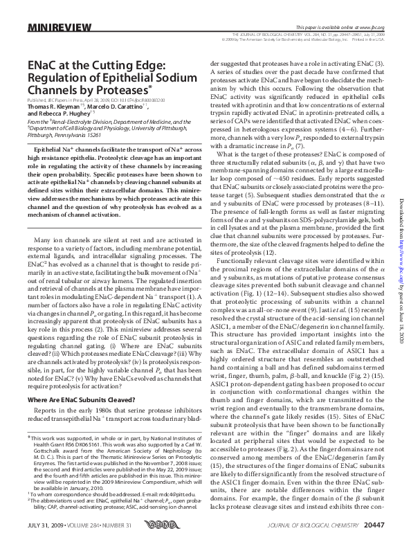 (PDF) ENaC at the Cutting Edge: Regulation of Epithelial Sodium ...