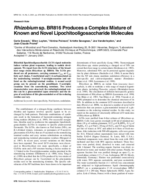 Thesis on rhizobium 04 picture