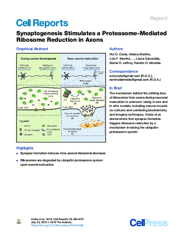(PDF) Synaptogenesis Stimulates a Proteasome-Mediated Ribosome ...