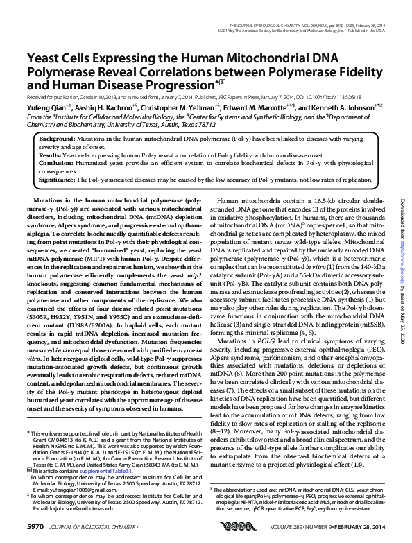 (PDF) Yeast Cells Expressing the Human Mitochondrial DNA Polymerase ...