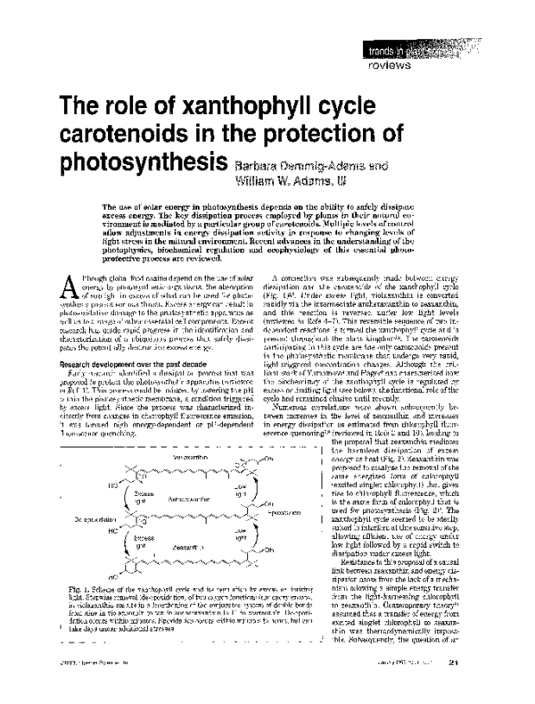(PDF) The role of xanthophyll cycle carotenoids in the protection of