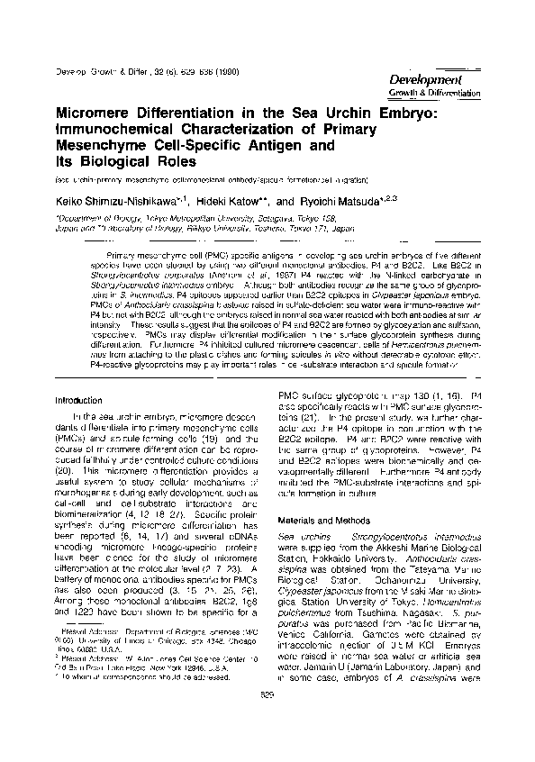(PDF) Micromere Differentiation in the Sea Urchin Embryo ...