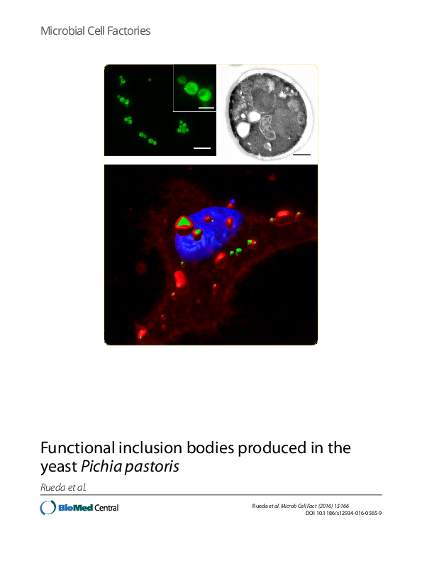 (PDF) Functional inclusion bodies produced in the yeast Pichia pastoris
