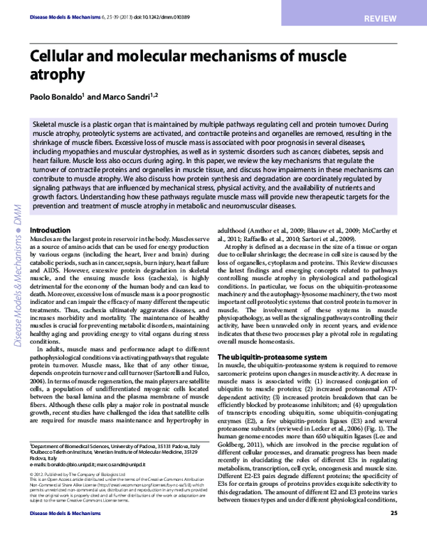 (PDF) Cellular and molecular mechanisms of muscle atrophy