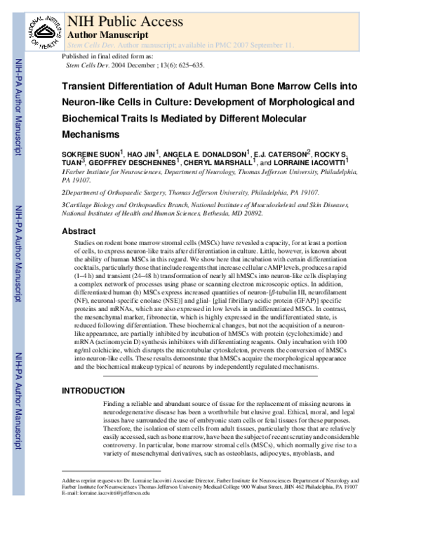 (PDF) Transient Differentiation of Adult Human Bone Marrow Cells into ...