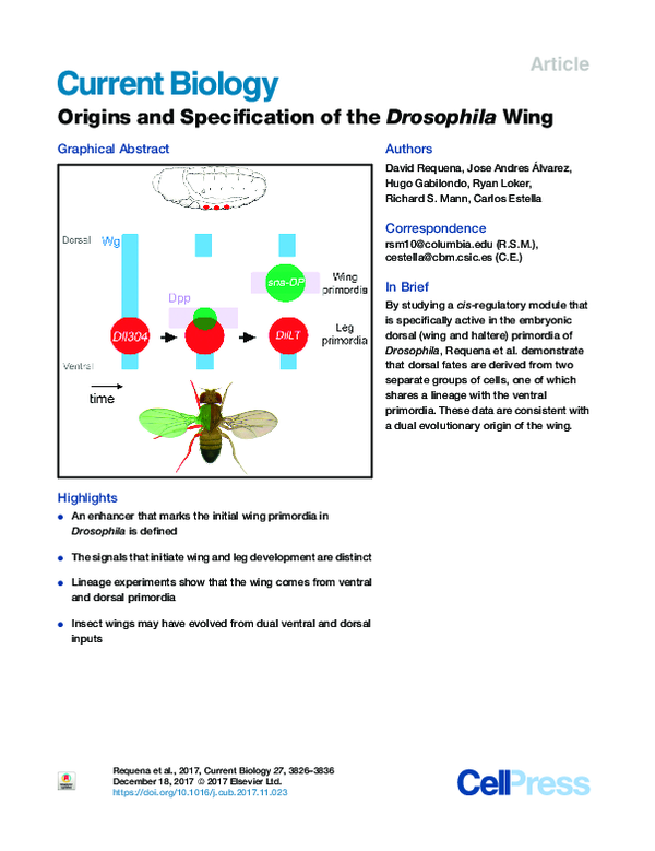 (PDF) Origins and Specification of the Drosophila Wing
