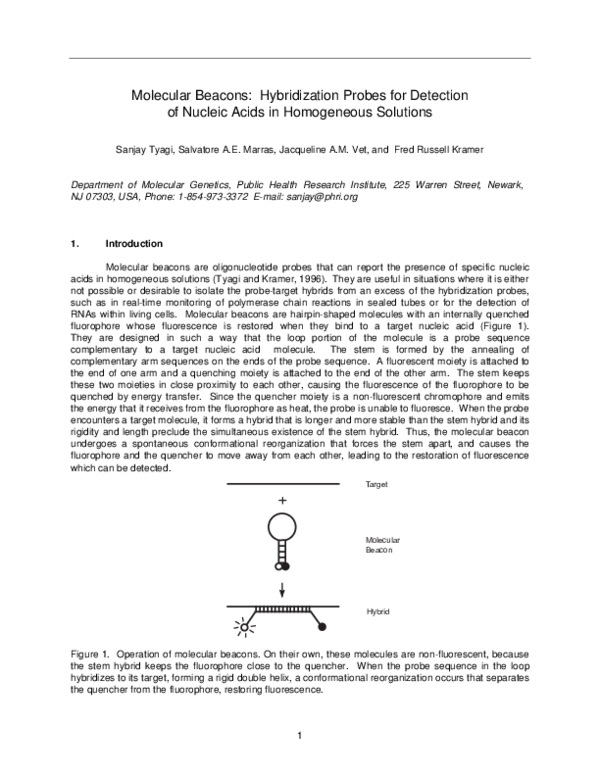 (PDF) Molecular Beacons: Hybridization Probes for Detection of Nucleic ...