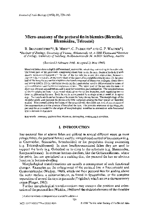 (PDF) Micro-anatomy of the pectoral fin in blennies (Blenniini ...
