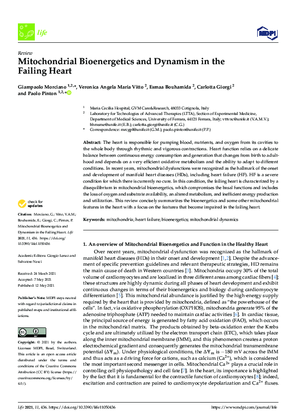 (PDF) Mitochondrial Bioenergetics and Dynamism in the Failing Heart