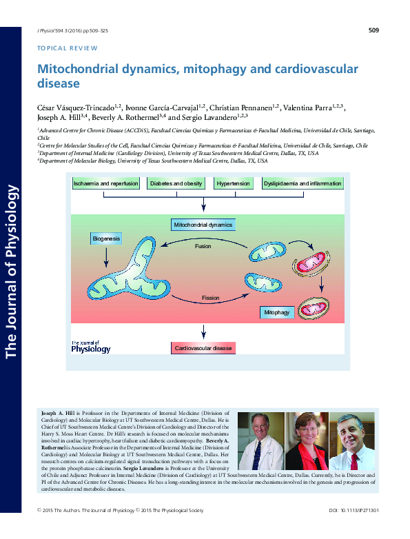 (PDF) Mitochondrial dynamics, mitophagy and cardiovascular disease