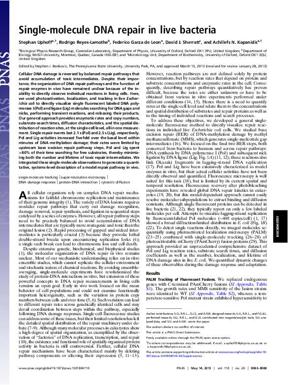 (PDF) Single-Molecule DNA Repair in Live Bacteria