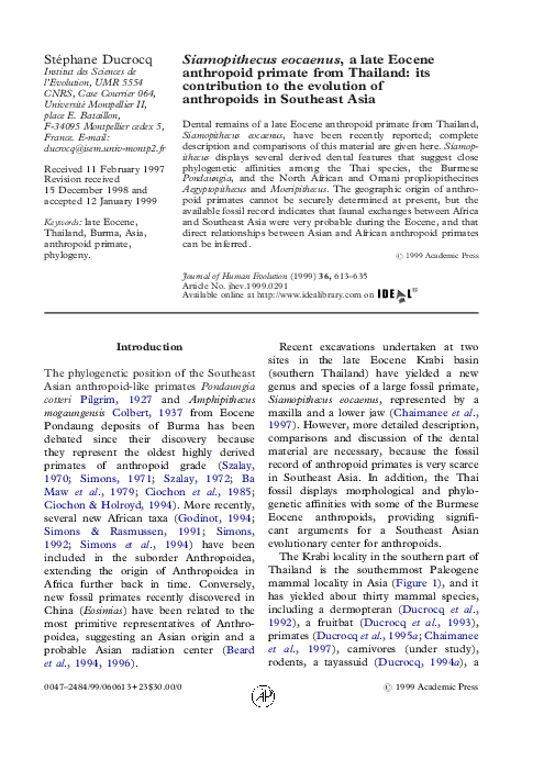 (PDF) Siamopithecus eocaenus, a late Eocene anthropoid primate from ...
