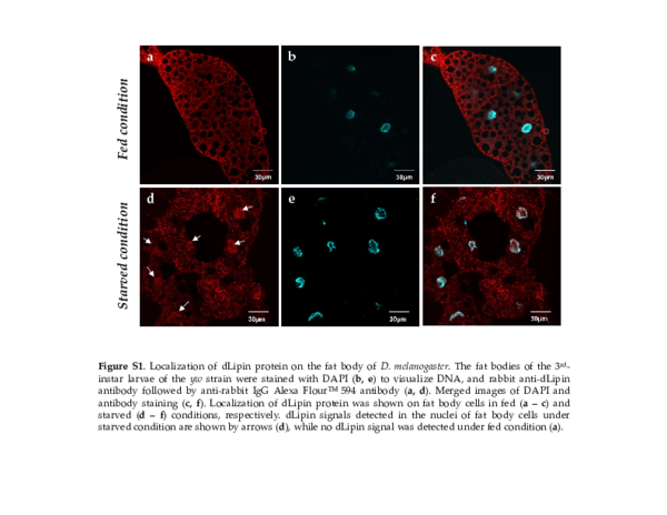 (PDF) The Function of Lipin in the Wing Development of Drosophila ...