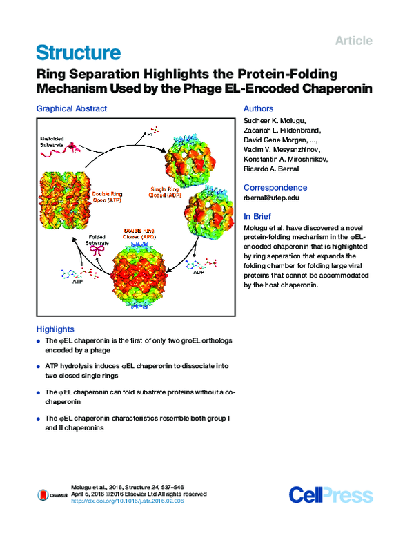 (PDF) Ring Separation Highlights the Protein-Folding Mechanism Used by ...
