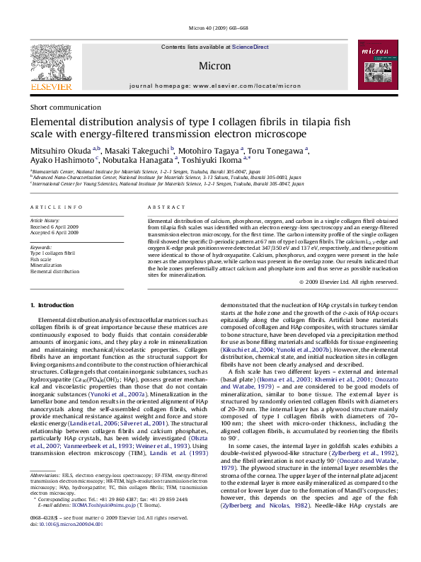 (PDF) Minerals and Aligned Collagen Fibrils in Tilapia Fish Scales ...