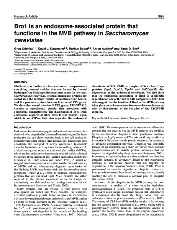 (PDF) Bro1 is an endosome-associated protein that functions in the MVB ...