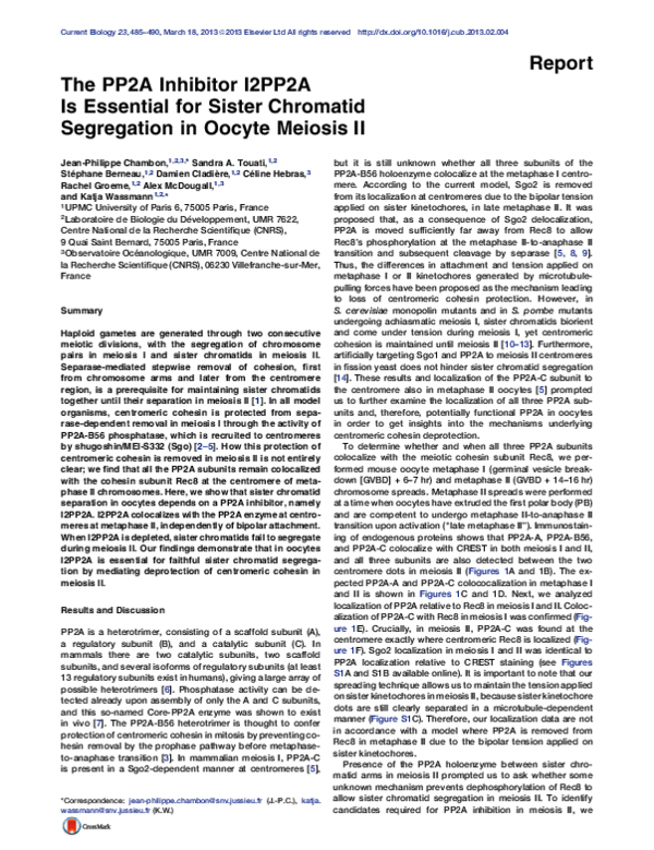 (PDF) The PP2A inhibitor I2PP2A is essential for sister chromatid ...