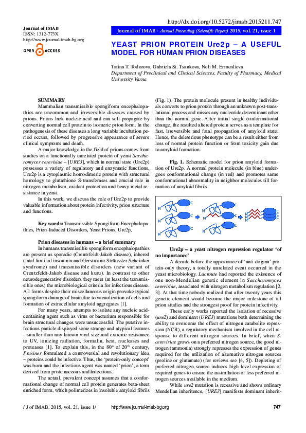 (PDF) YEAST PRION PROTEIN Ure2p – A USEFUL MODEL FOR HUMAN PRION DISEASES