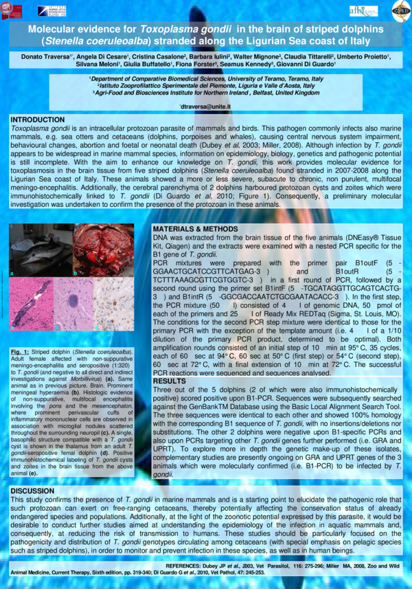 (PDF) Molecular evidence for Toxoplasma gondii in the brain of striped ...