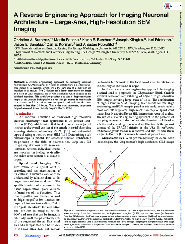 (PDF) A Reverse Engineering Approach for Imaging Neuronal Architecture ...