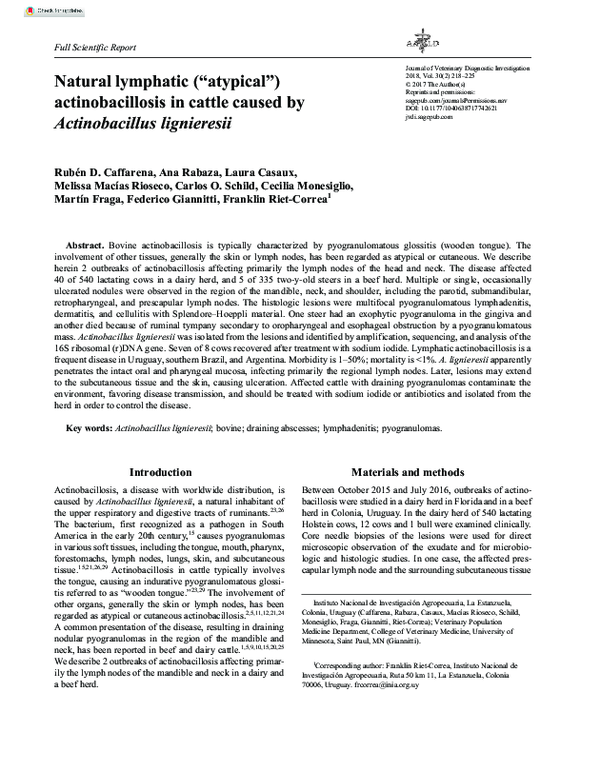 (PDF) Natural lymphatic (“atypical”) actinobacillosis in cattle caused ...