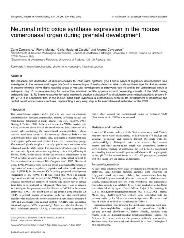 (PDF) Neuronal nitric oxide synthase expression in the mouse ...