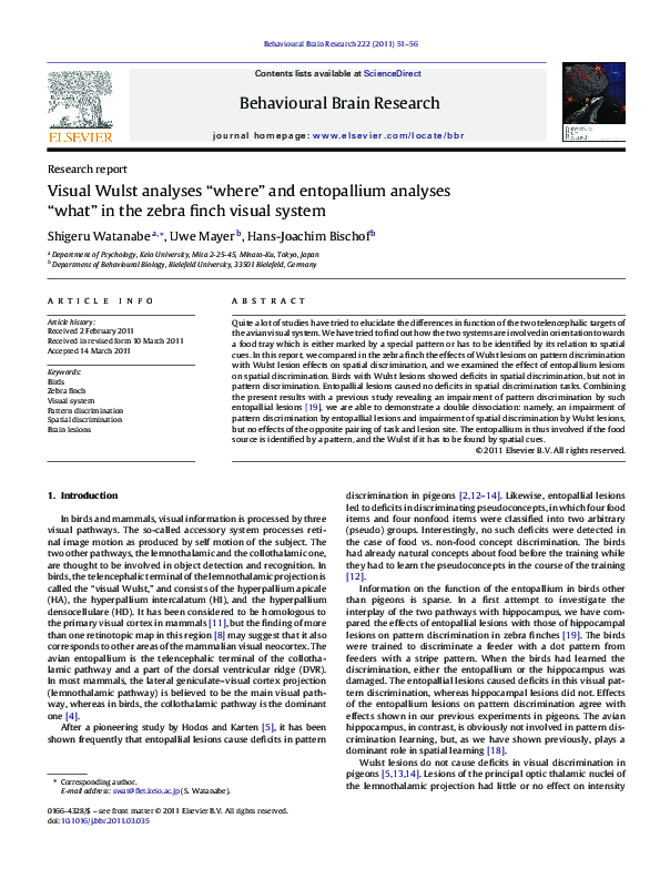 (PDF) Visual Wulst analyses “where” and entopallium analyses “what” in ...