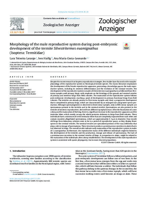 (PDF) Morphology of the male reproductive system during post-embryonic ...