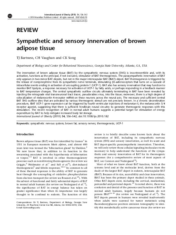 (PDF) Sympathetic and sensory innervation of brown adipose tissue ...