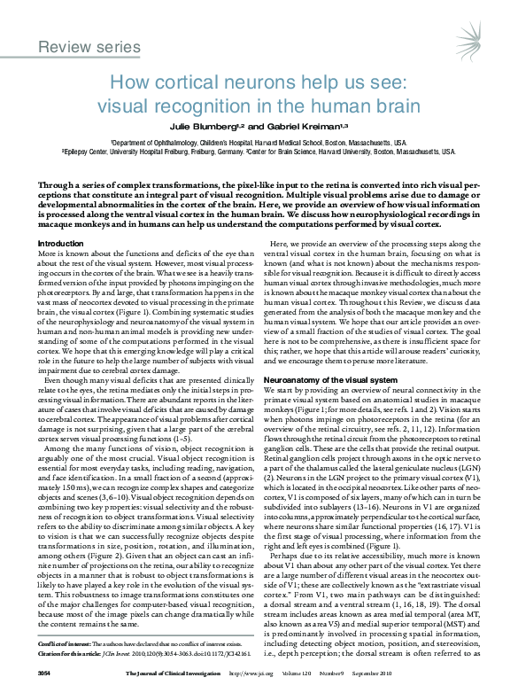 (PDF) How cortical neurons help us see: visual recognition in the human ...