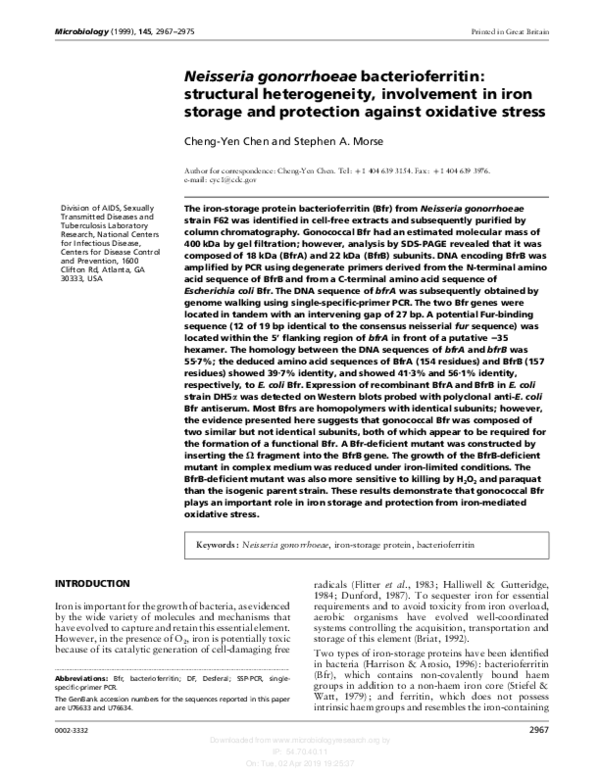 Gonorrhea life cycle in human picture