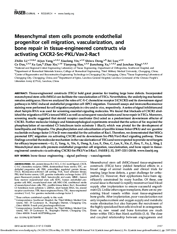(PDF) Mesenchymal stem cells promote endothelial progenitor cell ...