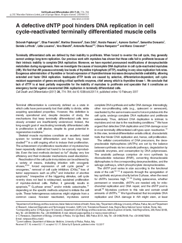 (PDF) A defective dNTP pool hinders DNA replication in cell cycle ...